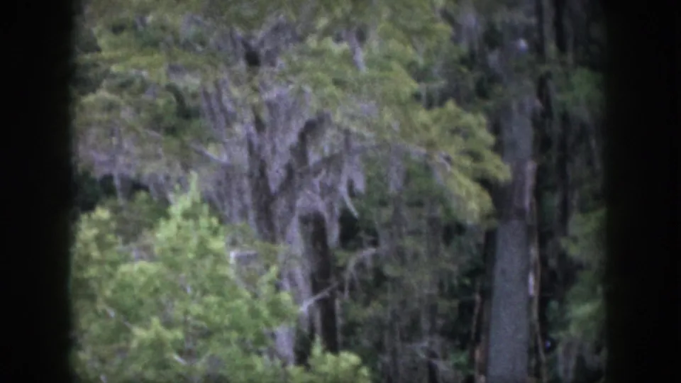 1958 home-movie frame from Dayton showing lower woodland foliage and moss-like strands behind a dark window frame.