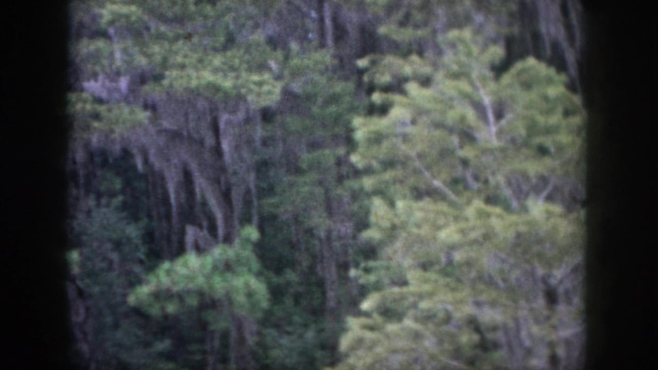 Trees and hanging moss-like growth divided by dark window bars.