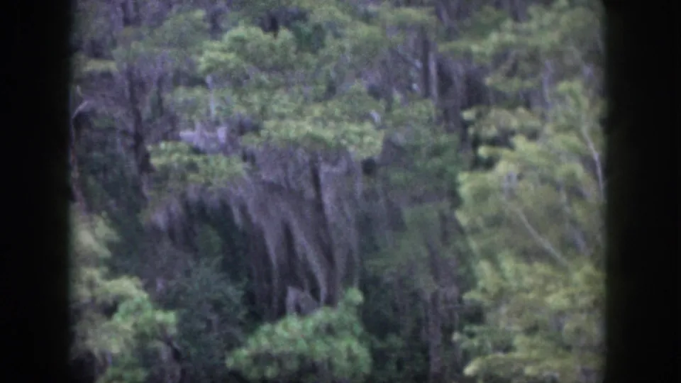 1958 home-movie still with dense wooded growth, hanging moss-like strands, and dark foreground bars crossing the frame.