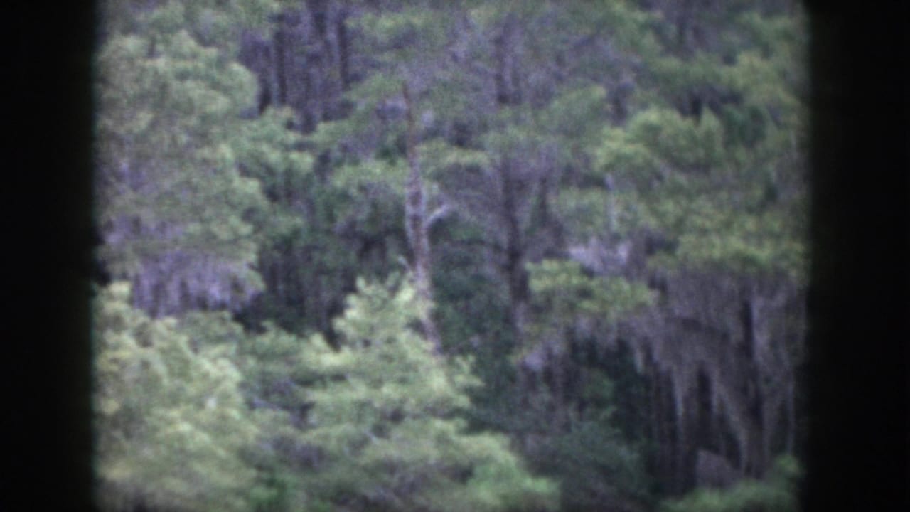 1958 Dayton, Ohio home-movie frame showing dense woods, mossy trees, and soft green foliage before the sign appears.