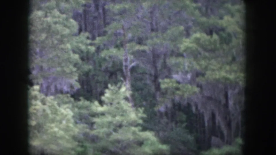 1958 Dayton, Ohio home-movie frame showing dense woods, mossy trees, and soft green foliage before the sign appears.