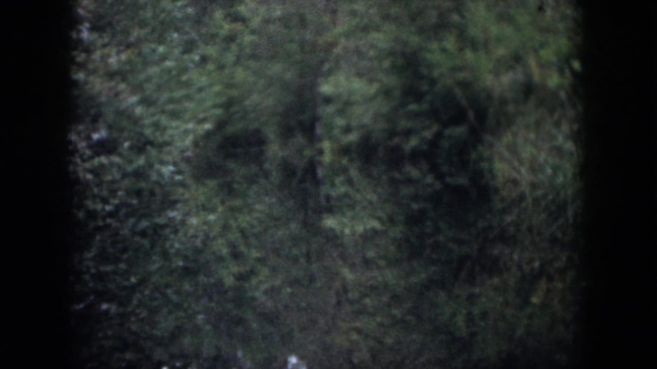 Dense green woodland with tree trunks and undergrowth.