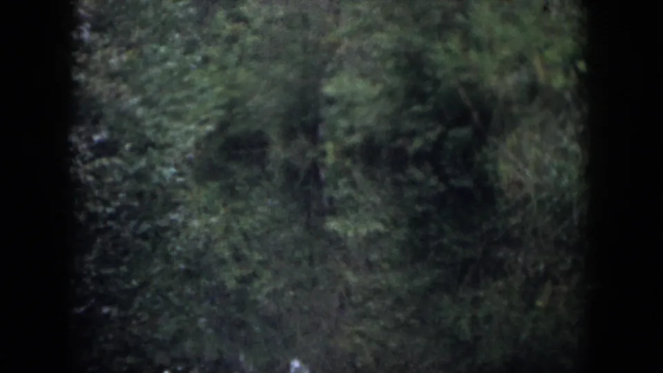 Soft 8mm view of dense forest vegetation in Dayton, Ohio, following the Swamp Water location sign.