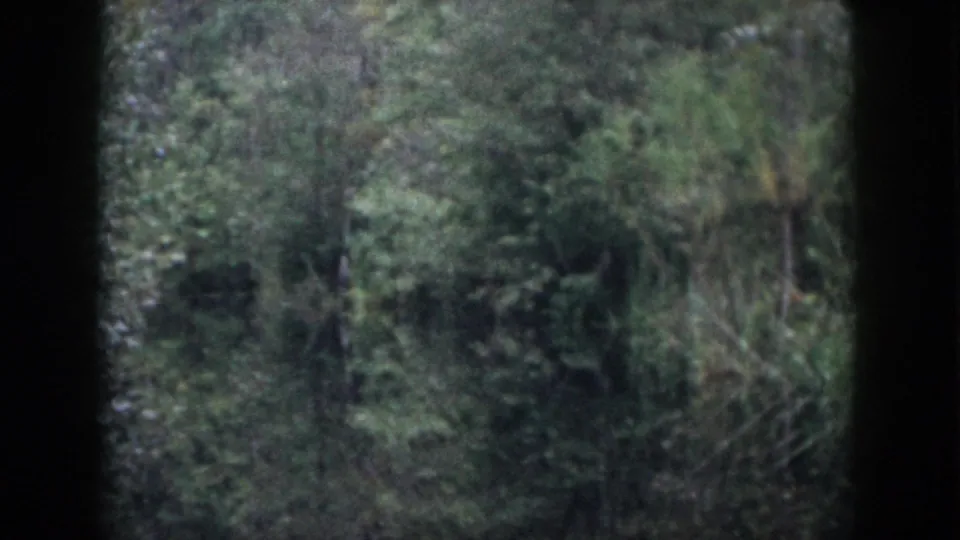 Archival 8mm frame of leafy woodland and brush near the Dayton, Ohio Swamp Water sign location.
