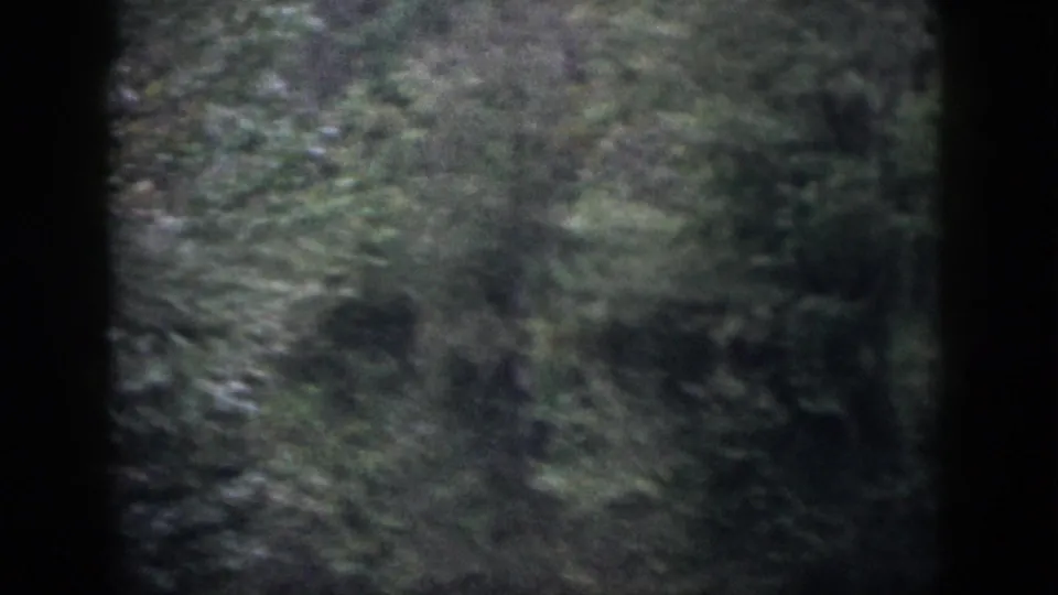 1958 home-movie frame showing a soft, handheld view of dense green woods in Dayton, Ohio.