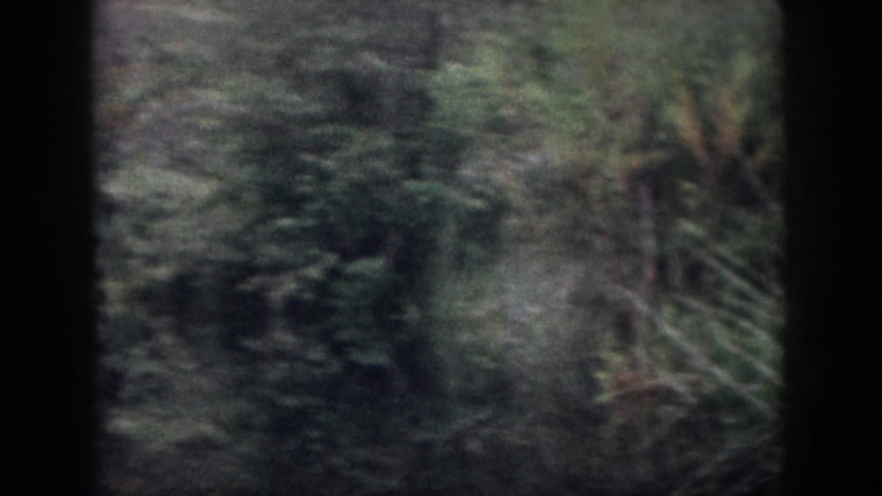 1958 Dayton-area 8mm frame showing shadowed swamp vegetation, tall grasses, tree trunks, and dim reflective water.
