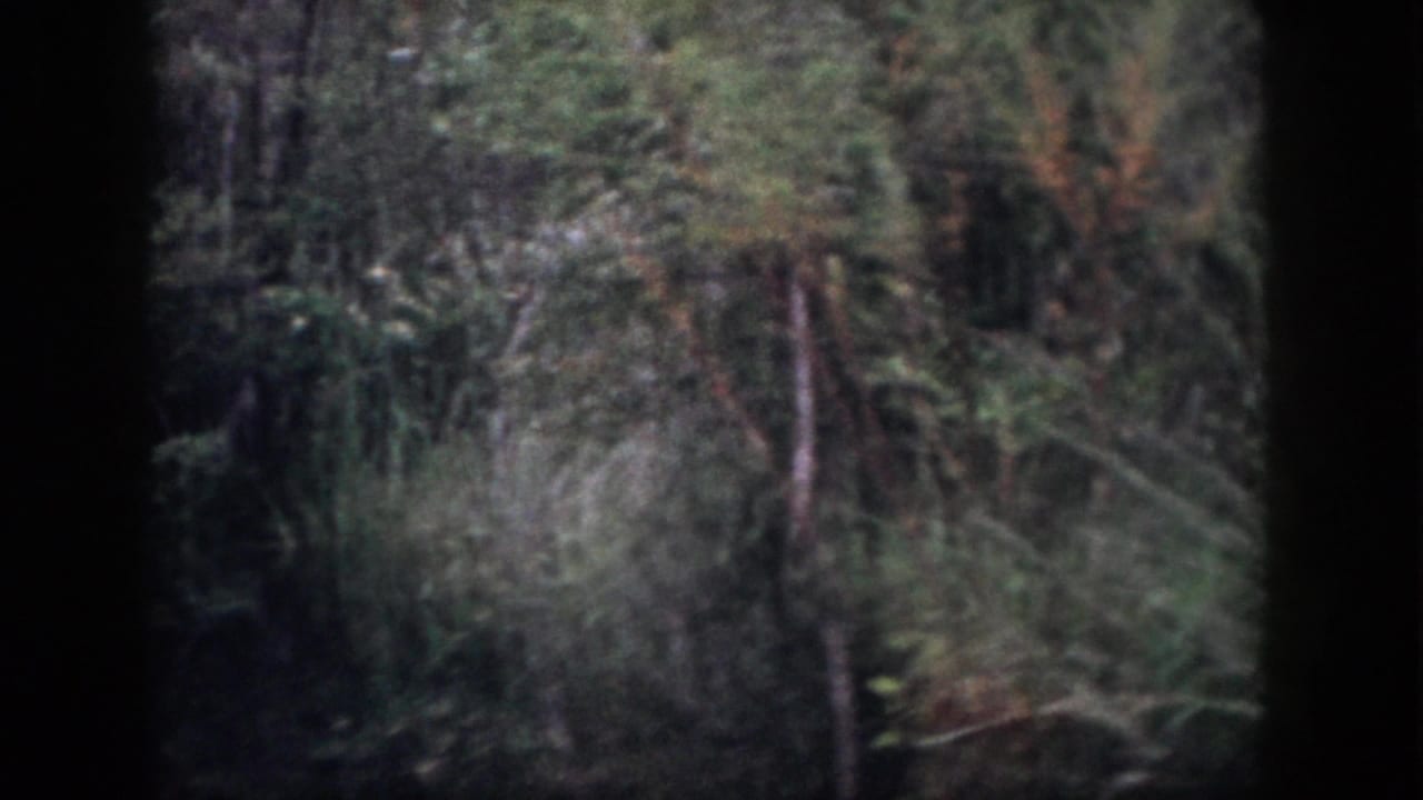 1958 Dayton-area 8mm view of a wooded swamp edge with thin trunks, brush, grasses, and low reflected light on water.