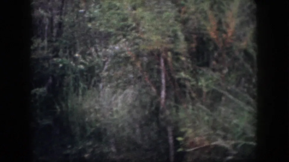 1958 Dayton-area 8mm view of a wooded swamp edge with thin trunks, brush, grasses, and low reflected light on water.