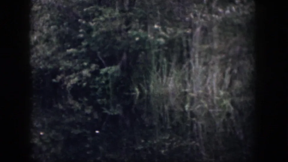 1958 Dayton-area 8mm frame showing tall marsh reeds, dense green shrubs, and a shadowed water surface in soft focus.