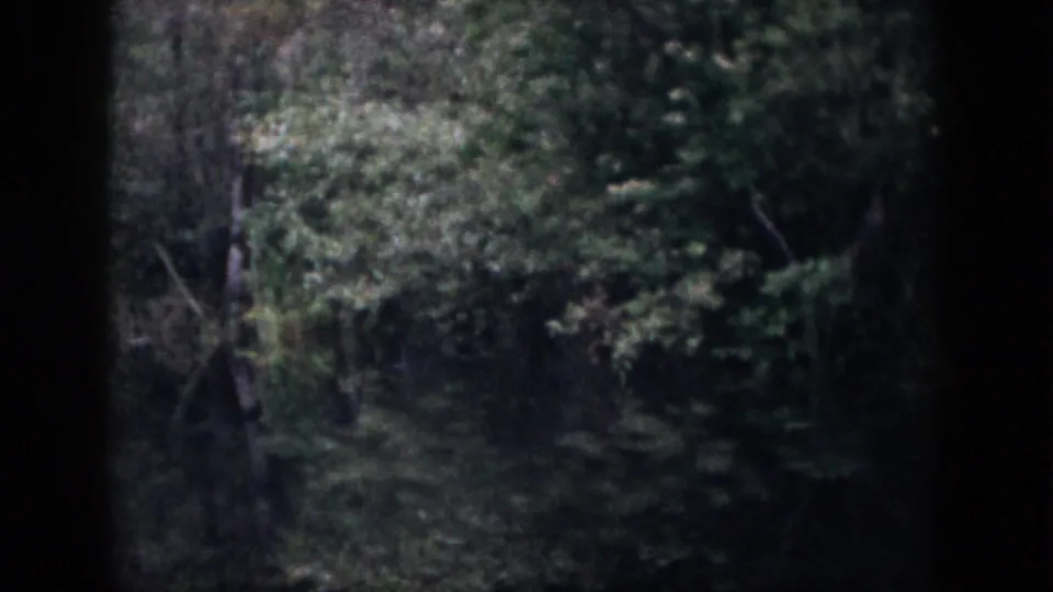 1958 Dayton-area 8mm view of a leafy swamp bank, slender tree trunks, and still dark water with faint reflections.