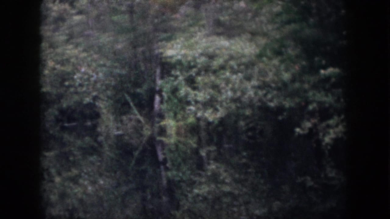Low-light 1958 Dayton, Ohio 8mm frame showing dense trees and underbrush in a dark wooded setting.