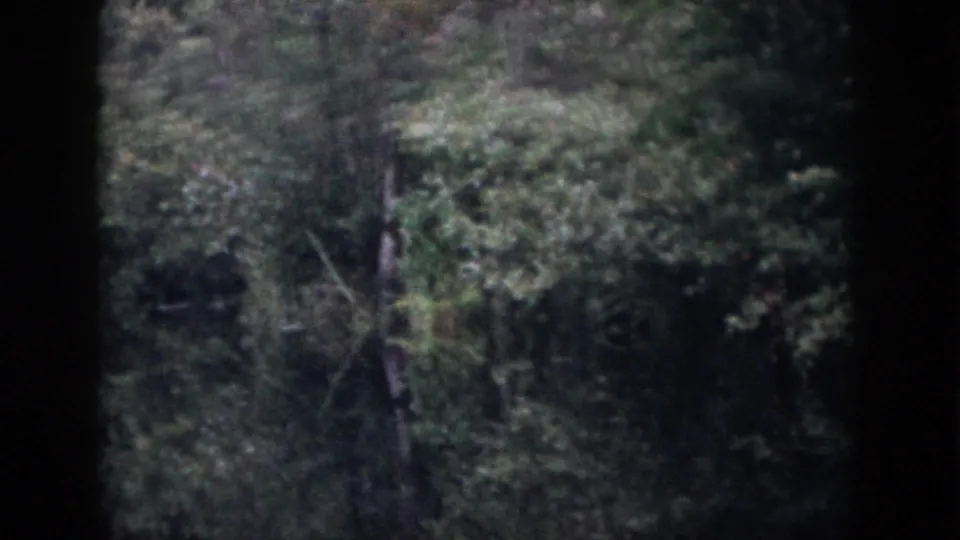 Low-light 1958 Dayton, Ohio 8mm frame showing dense trees and underbrush in a dark wooded setting.