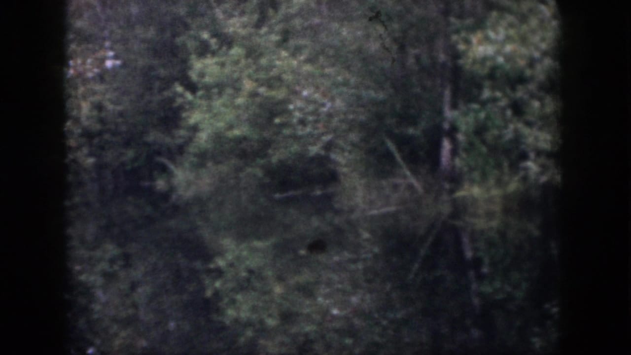 Low-light 8mm view of a Dayton, Ohio forest, with leafy trees and deep shadow obscuring detail.