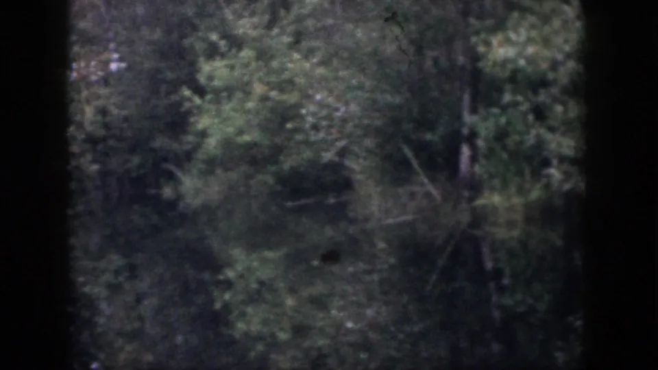 Low-light 8mm view of a Dayton, Ohio forest, with leafy trees and deep shadow obscuring detail.