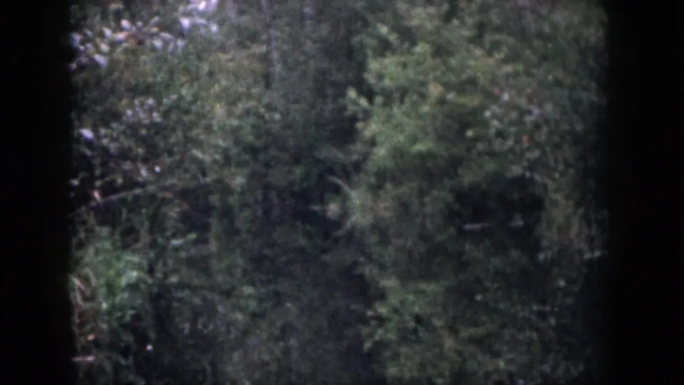 Grainy 1958 home-movie frame from Dayton, Ohio showing thick brush and trees in a dim forest scene.