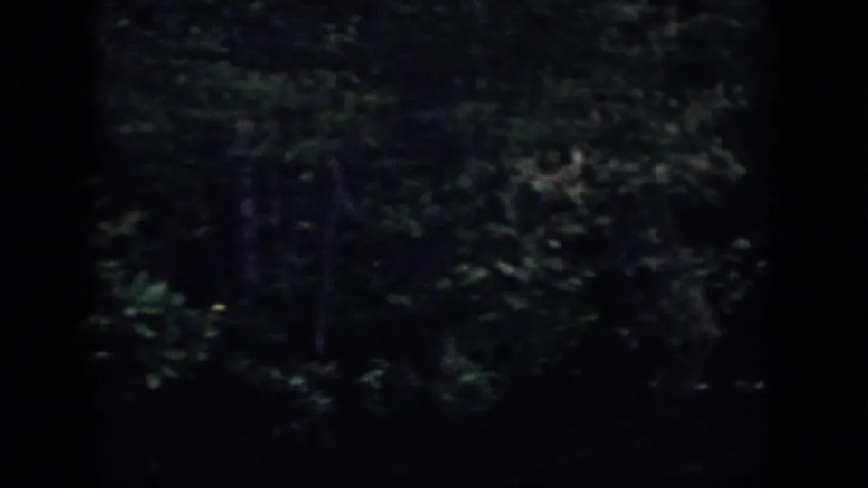 Dark 8mm Dayton, Ohio forest frame with tree trunks and leaves fading into heavy shadow.