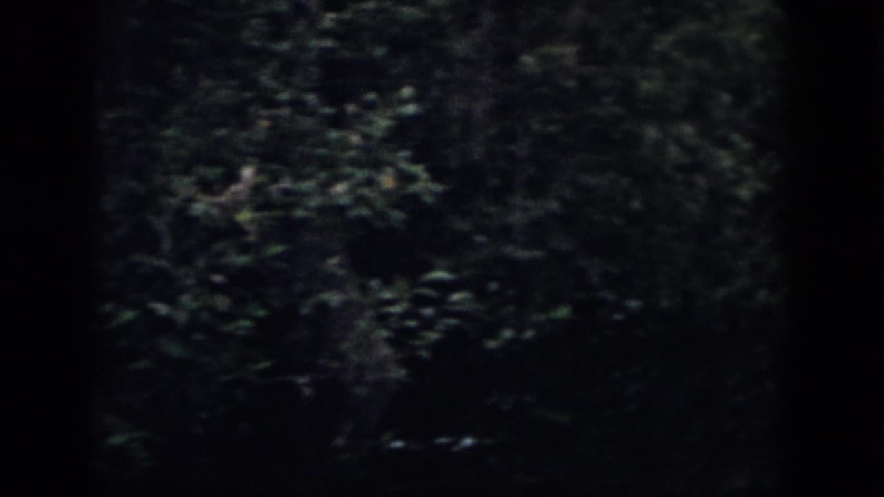 Dark wooded area with dense foliage and shadowed undergrowth.