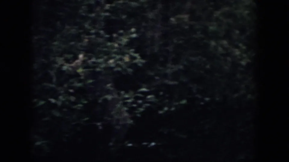 1958 Dayton, Ohio 8mm frame showing a shadowy forest view with leafy growth, soft focus, and dark frame edges.