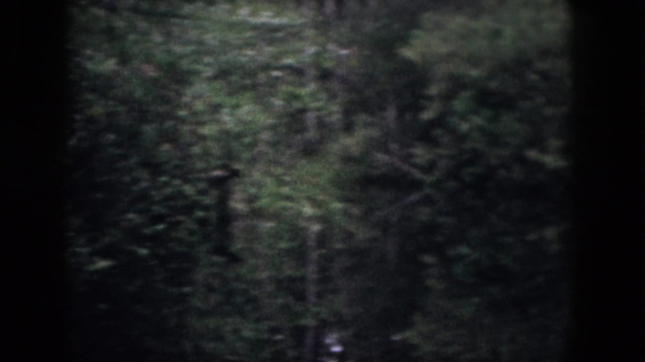 1958 Dayton, Ohio 8mm frame looking forward through woods, with trees, brush, and dappled light in soft focus.