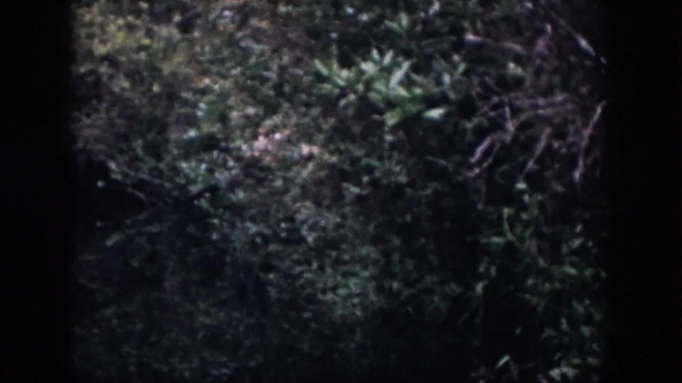 1958 Dayton, Ohio 8mm frame with close forest undergrowth, tangled branches, leafy plants, and dark amateur-film edges.