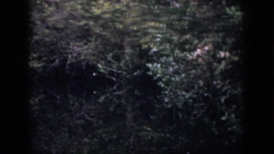 1958 Dayton, Ohio 8mm frame showing dim woodland brush, low branches, and green foliage in a handheld forest-walk view.