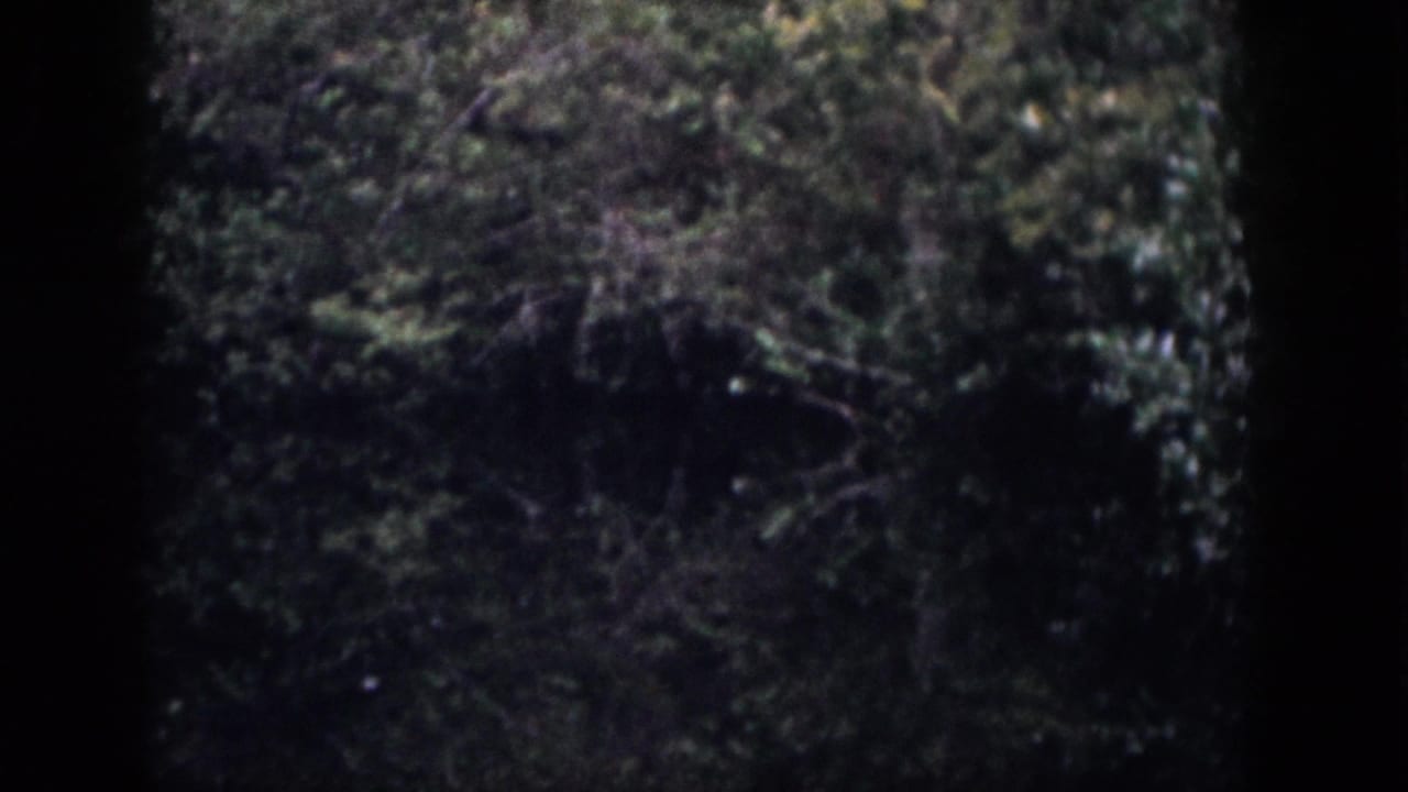 1958 Dayton, Ohio 8mm frame showing dense trees and foliage through dark window-like borders.