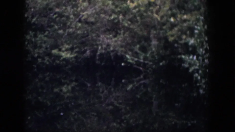 1958 Dayton, Ohio 8mm frame showing dense trees and foliage through dark window-like borders.