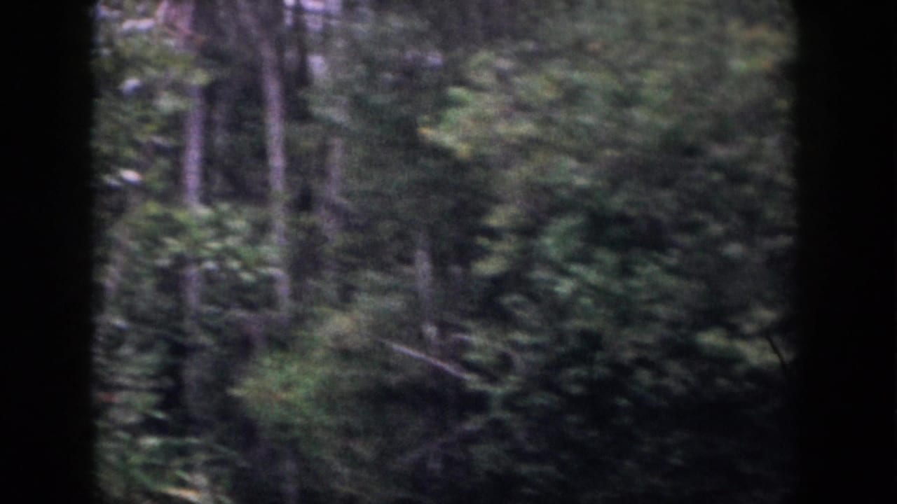 Tall trees and green undergrowth framed by dark film borders.