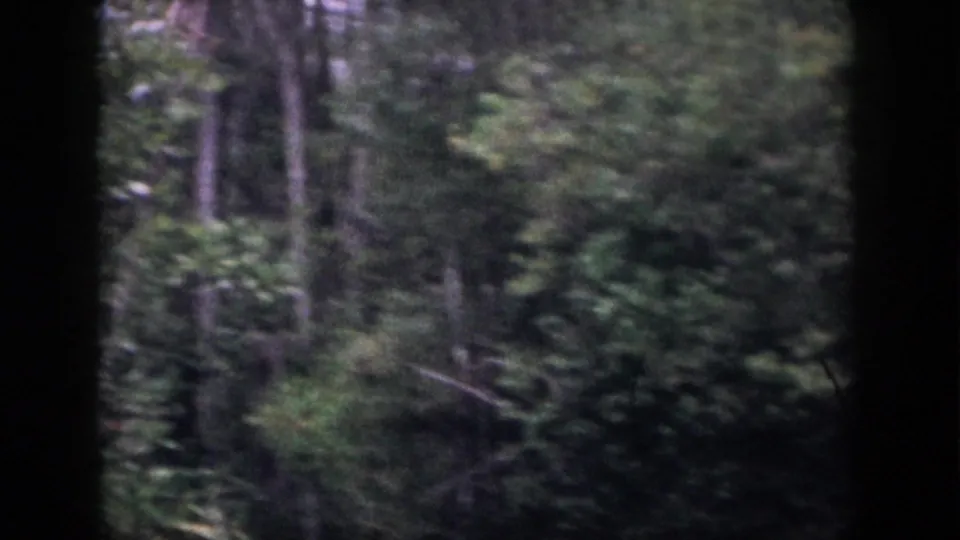 1958 Dayton, Ohio wooded view with tall trunks, green undergrowth, and dark scan or window edges.