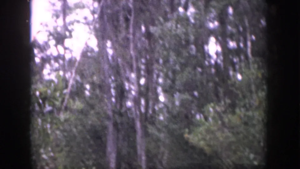 1958 Dayton, Ohio 8mm view of pale sky behind slender trunks and leafy shrubs.