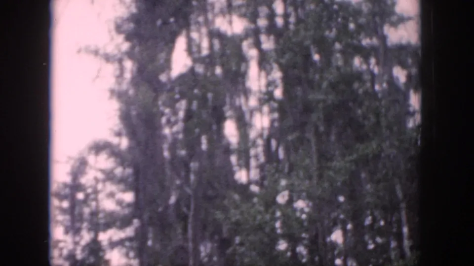 1958 Dayton, Ohio forest frame with tall trees against pale sky and dark vertical borders.