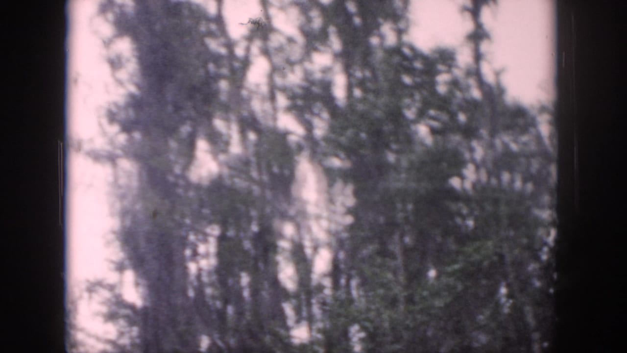 1958 Dayton-area 8mm frame showing tall wooded trees and soft foliage against a pale sky, with dark film borders visible.