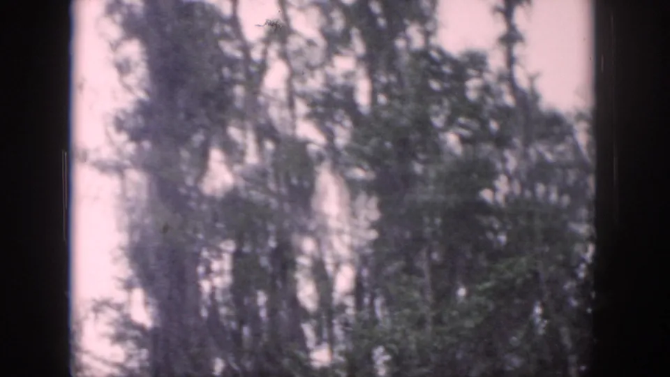 1958 Dayton-area 8mm frame showing tall wooded trees and soft foliage against a pale sky, with dark film borders visible.