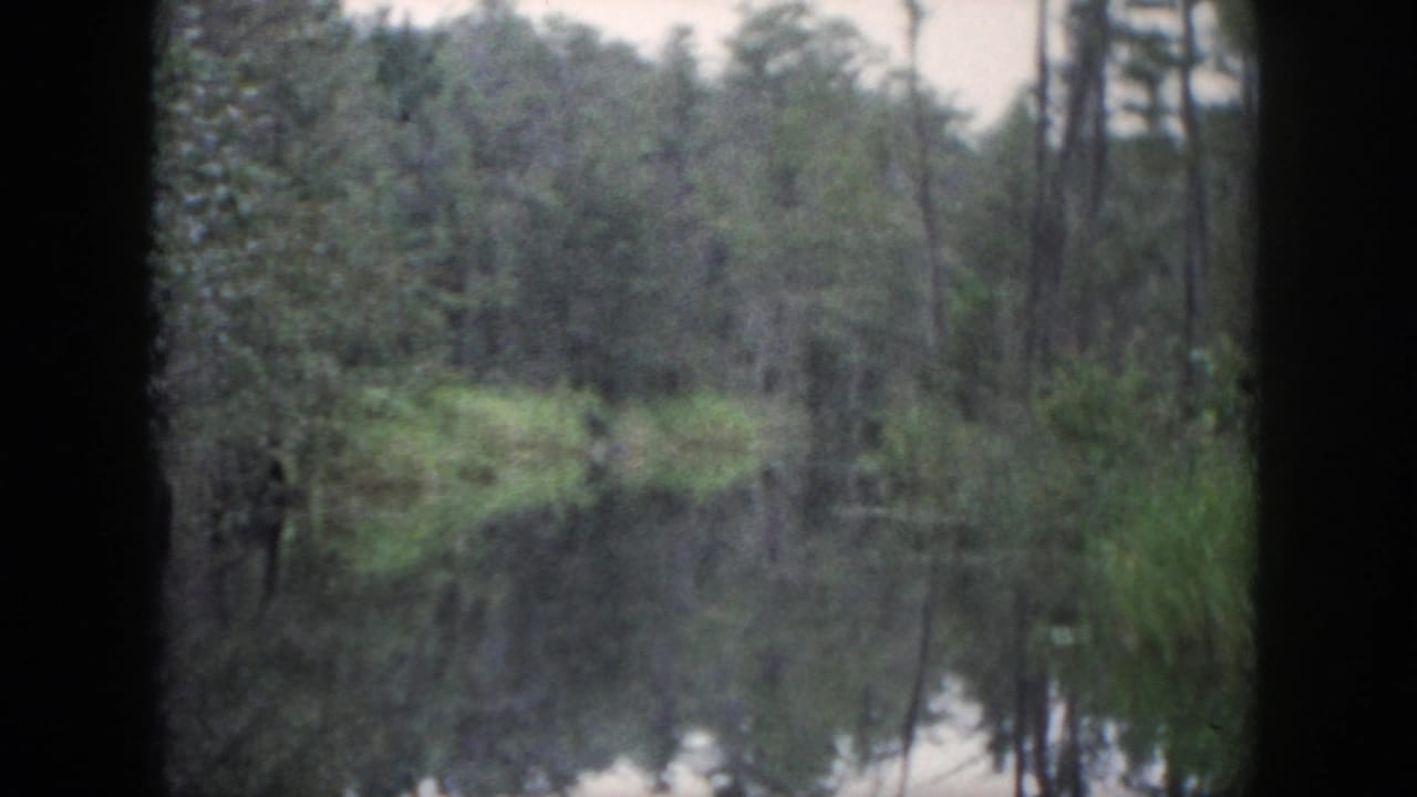 Calm water reflects trees and green bank vegetation in a wooded area.
