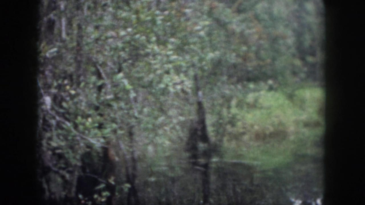 Wooded creek bank near Dayton, Ohio, with dense foliage and trunks reflected in still water.