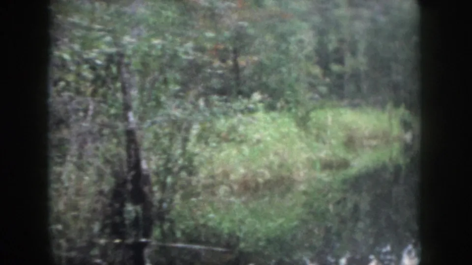 Home-movie view of a swampy wooded stream edge, with foliage and tree reflections in muted 8mm color.