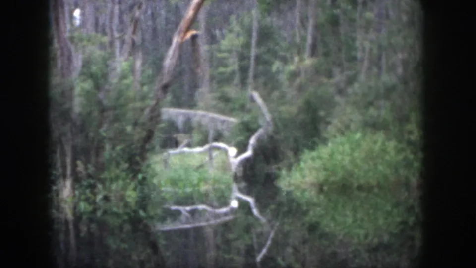 1958 home-movie frame of fallen pale branches, still water, and dense woodland along a narrow stream.