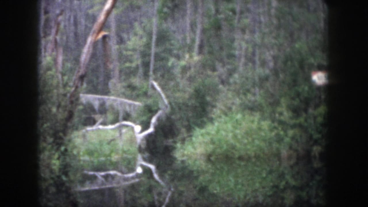 1958 Dayton 8mm frame showing dense forest growth with tall trees, brush, and pale fallen branches near the left side.