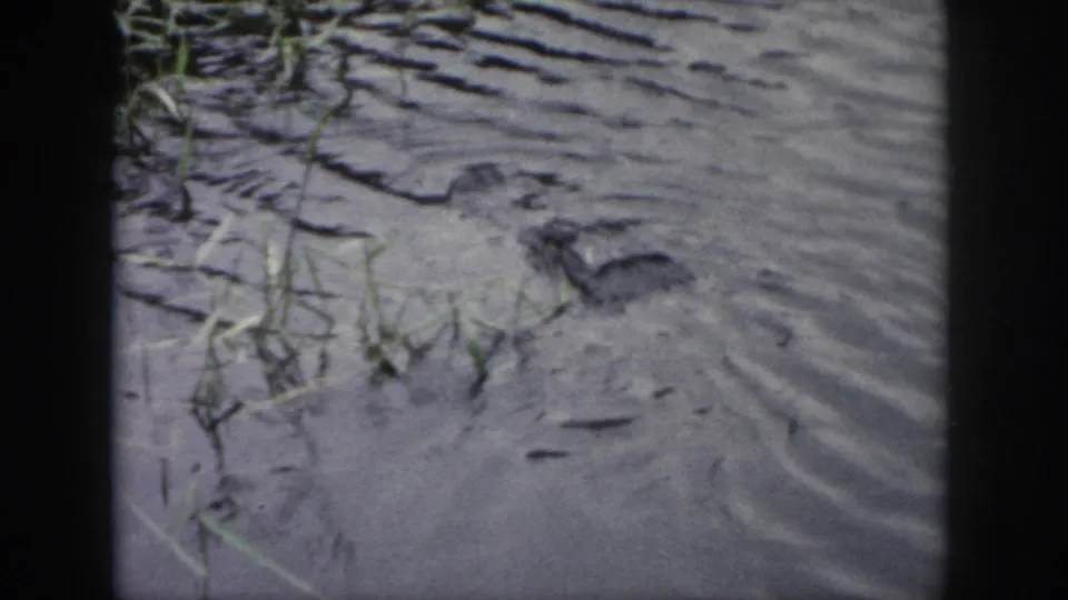 1958 Dayton 8mm frame of rippled muddy water and riverbank vegetation, with grasses and dark debris near the waterline.