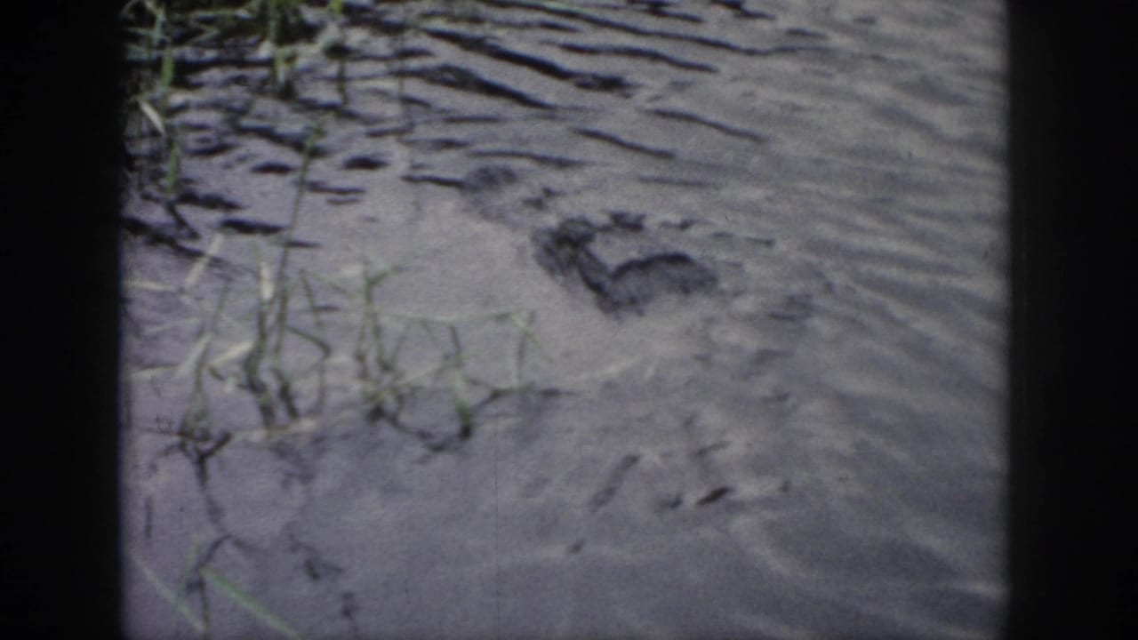 1958 Dayton, Ohio 8mm frame showing an alligator head near the water surface amid ripples, muddy shallows, and scattered reeds.