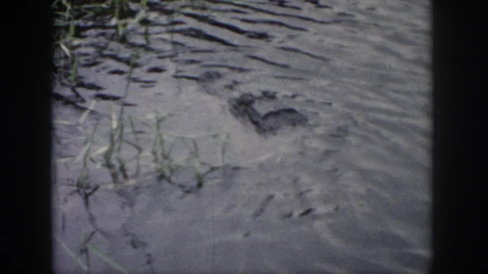 1958 Dayton, Ohio 8mm frame showing an alligator head near the water surface amid ripples, muddy shallows, and scattered reeds.