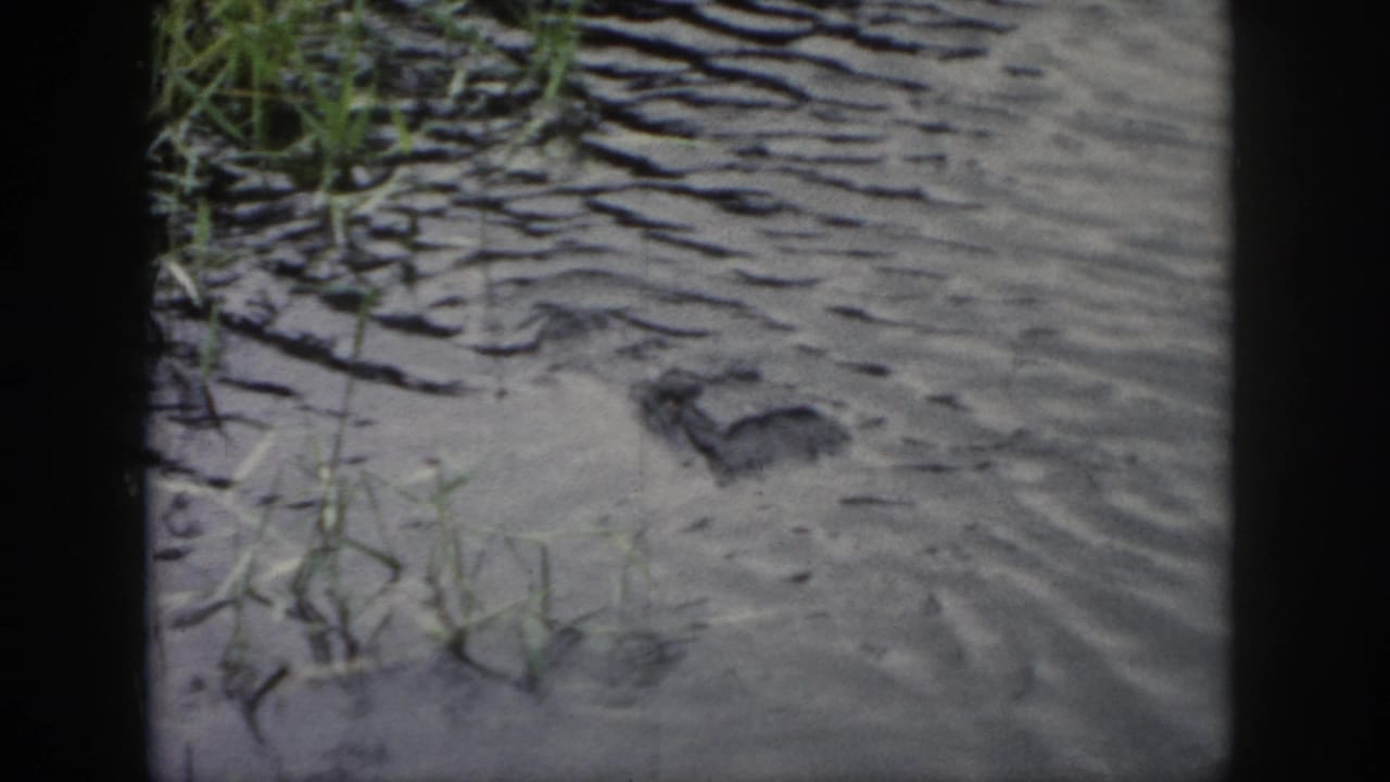1958 Dayton, Ohio frame with the alligator head held nearly motionless in water, surrounded by small reeds and visible film-gate borders.