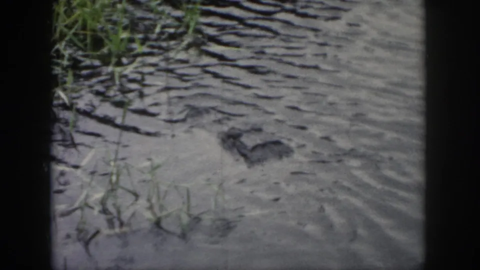 1958 Dayton, Ohio frame with the alligator head held nearly motionless in water, surrounded by small reeds and visible film-gate borders.