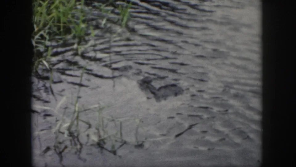 1958 Dayton, Ohio 8mm still showing the alligator's head low in shallow water, with textured ripples and thin green reeds nearby.