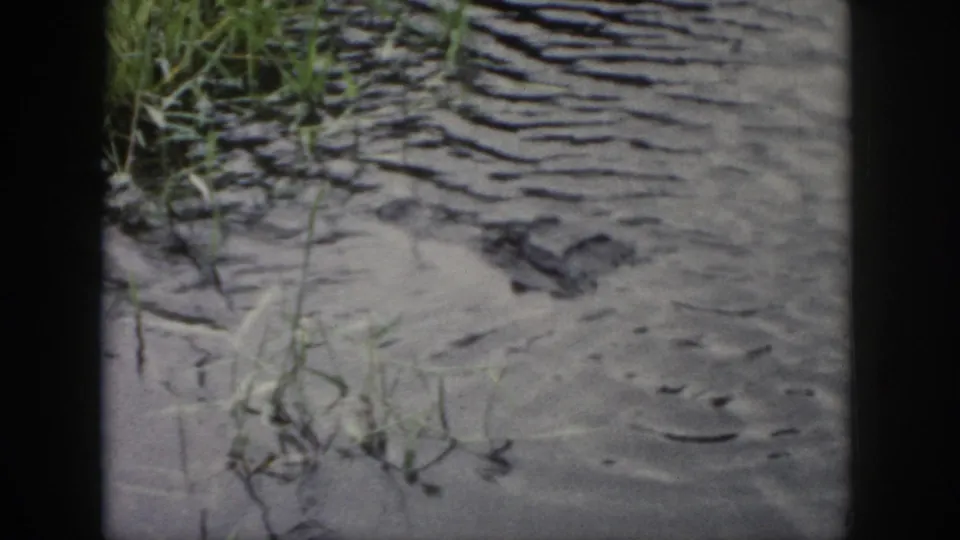 1958 Dayton, Ohio frame showing a partly submerged alligator head near reeds and grass, with soft-focus 8mm color and visible frame edges.