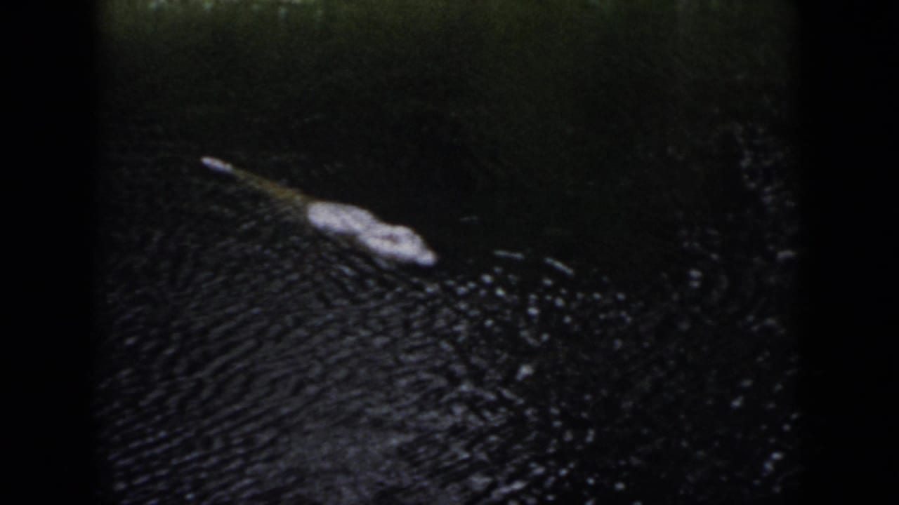 1958 Dayton 8mm frame showing a crocodilian form partly above dark water, with its snout and back visible through grain and soft focus.