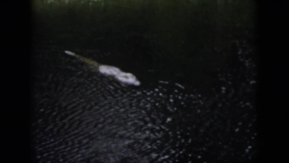 1958 Dayton 8mm frame showing a crocodilian form partly above dark water, with its snout and back visible through grain and soft focus.