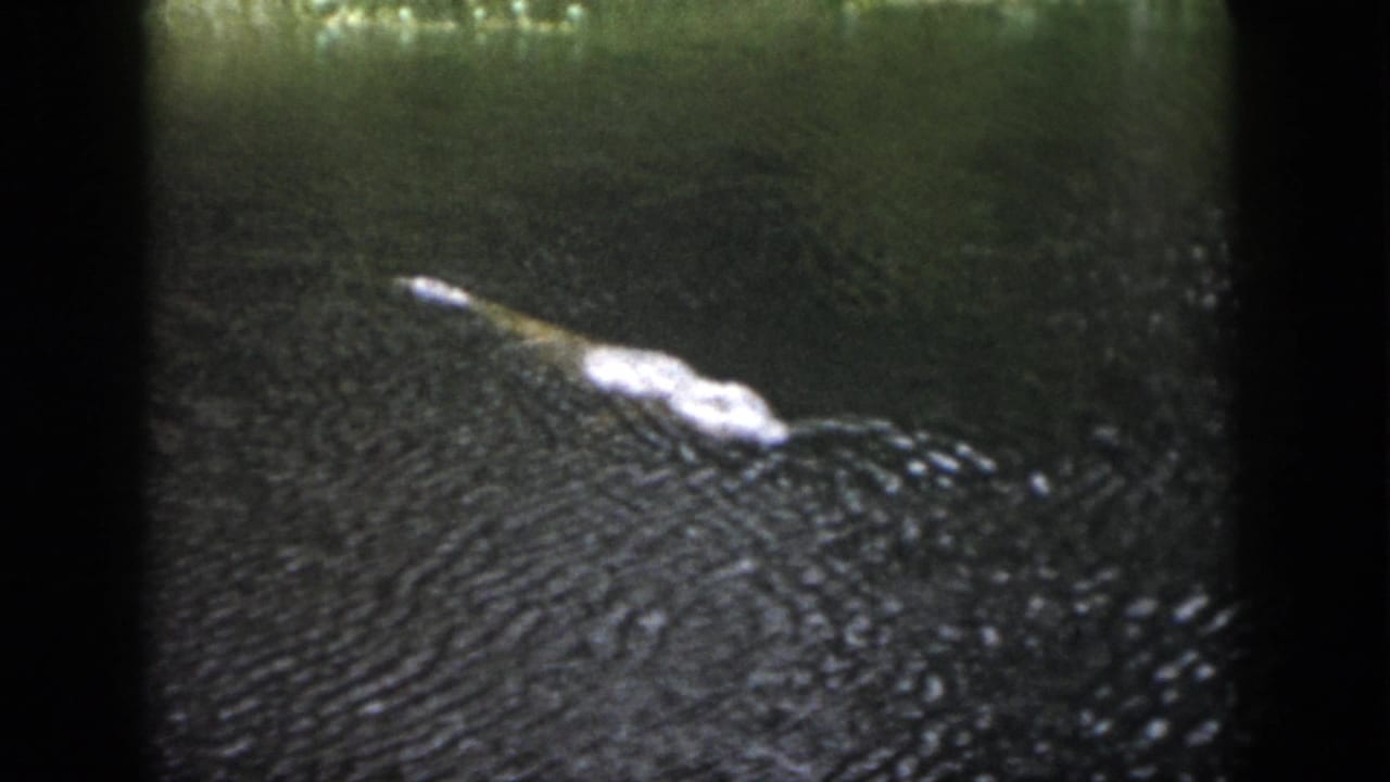 Crocodilian head and back visible in murky water with ripples around it.