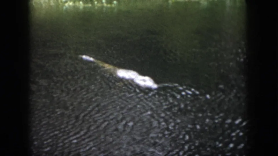 1958 Dayton home-movie frame with a crocodilian swimming through murky water, its pale head area and back catching light.