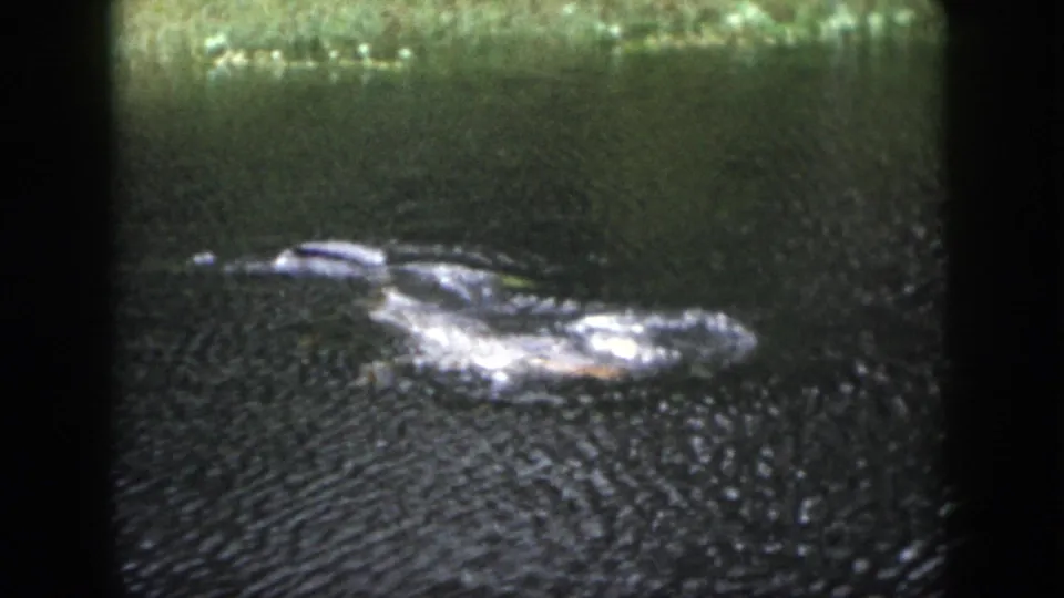 1958 Dayton 8mm frame showing the crocodilian partly submerged, with a brighter splash or reflection along its body.